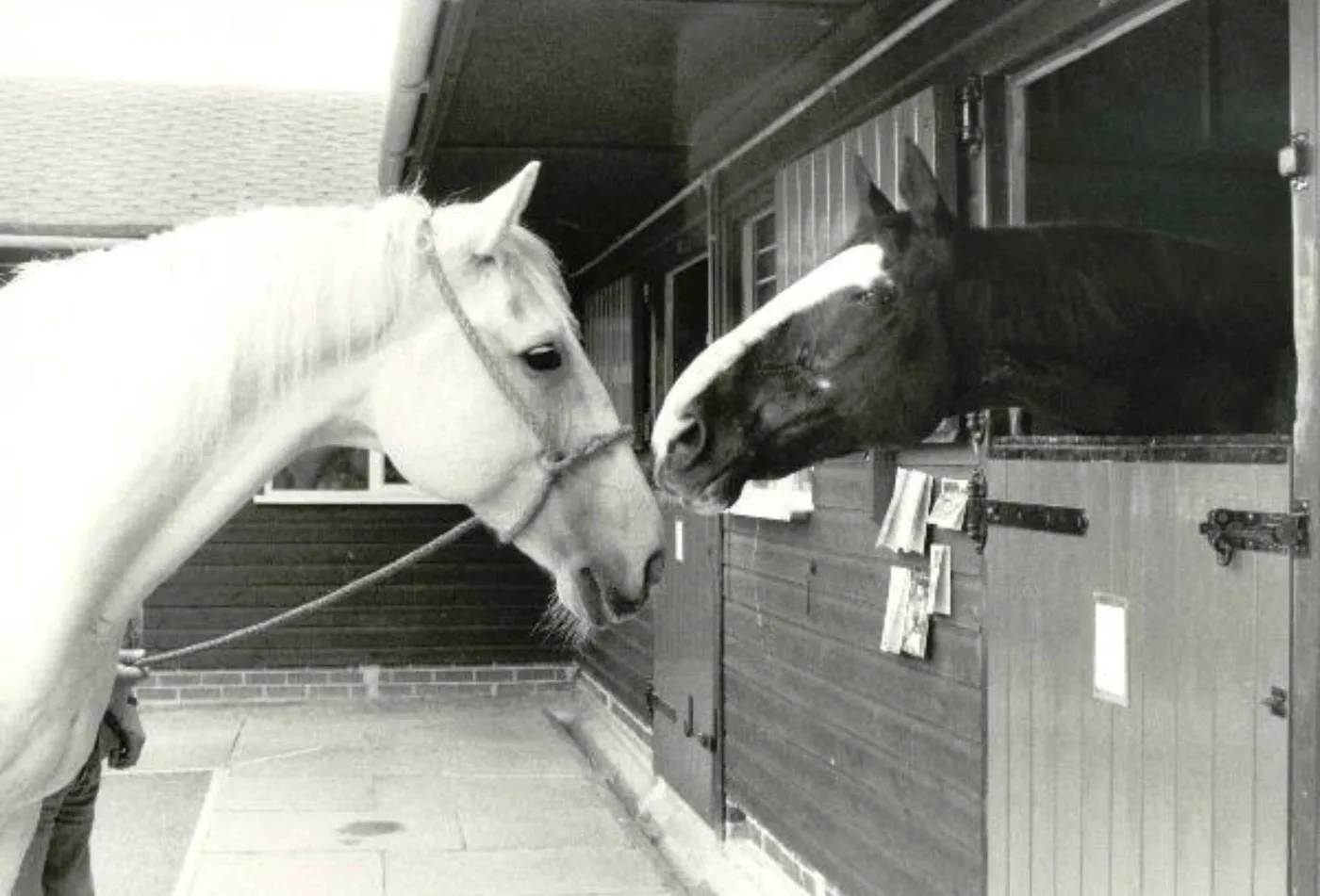 Black and white photograph of a grey horse on a lead rope meeting a dark horse with a white blaze looking out of a stable door