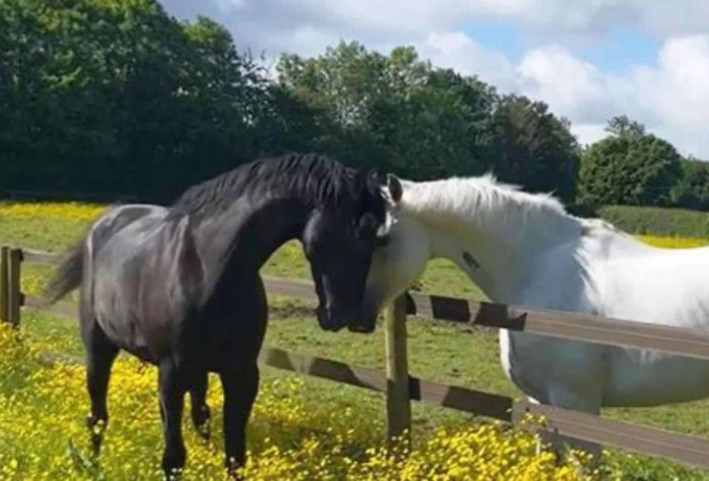 A black horse and a grey horse touch noses over a wooden fence in a field of buttercups
