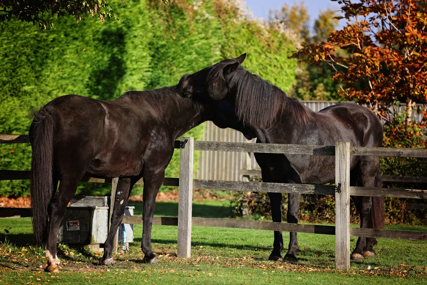 Two dark horses greet each other over a wooden fence in autumn sunshine