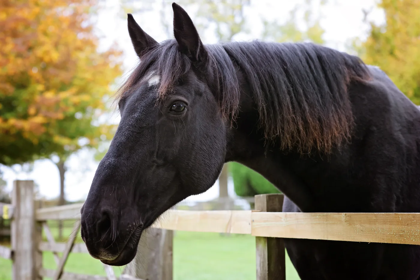 Close-up of a dark horse with a white star looking over a wooden fence