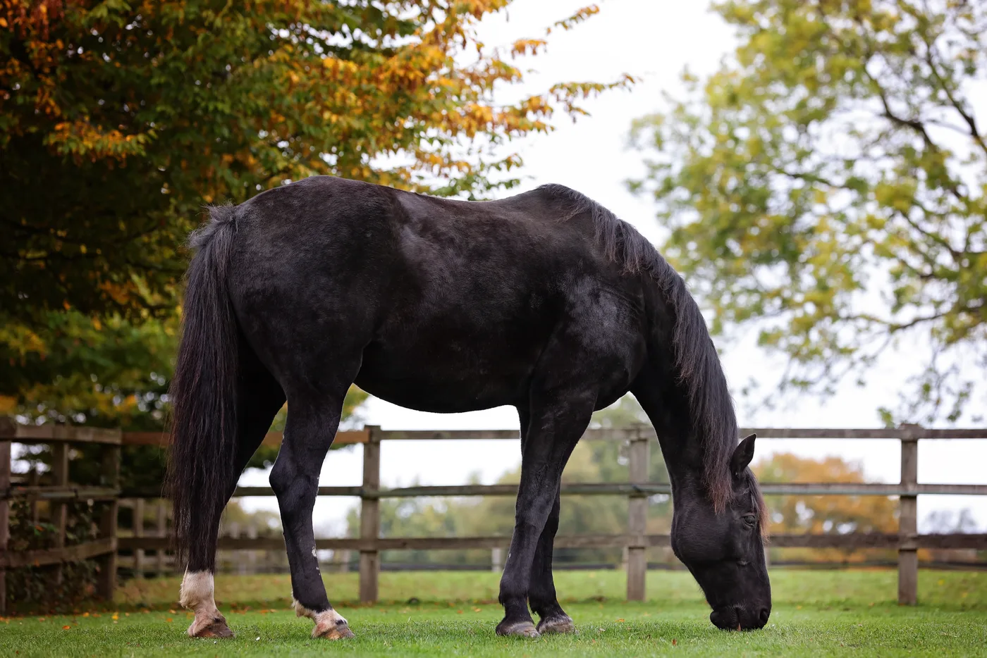 A dark horse grazing in a fenced paddock with autumn trees behind